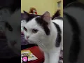 Lagu Melewatkan waktuku tanpamu.. 😅 #shorts #video #cat