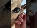 Download Lagu ESTE ANIMAL TIENE ALGO EN EL OJO...