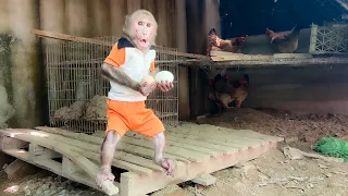 Bibi harvests eggs to boil for the puppies to eat