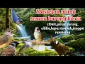 Download Lagu MASTERAN BURUNG  FULL TEMBAKAN PLUS TERAPI AIR MENGALIR .....⁉️