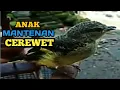 Download Lagu Anak Burung Mantenan Jinak Bunyi Di Tangan