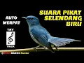 Download Lagu Suara Pikat Selendang Biru, Burung Auto Merapat Try Trick