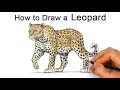 How to Draw a Leopard Colored Pencil Tutorial