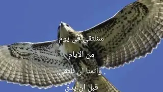 صقر  الحزين دندنها