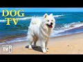 Download Lagu DOG TV: Video Entertain Keep Your Dog Happy When Home Alone - 12 Hours of Anti-Anxiety Music for Dog