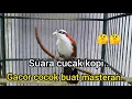 Download Lagu Burung Kopi Kopi/Cucak Kopi Gacor Baru Dapat Dari ombyokan langsung gacor ..!!2022🐦