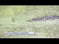 TOO CLOSE FOR COMFORT East Texas family shares experience with alligator at Lake Hawkins