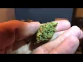 Surterra Relax Pm Disposable Vape Flower Haul MMJ Florida Review