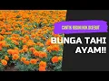 Download Lagu BUNGA CANTIK TAPI NAMANYA T4H1 AYAM