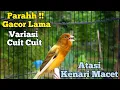 Lagu Kenari Gacor Panjang Cuit Cuit Emosi, Pancingan Kenari Paud Belajar Bunyi, terapi ampuh kenari macet
