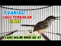 Download Lagu Masteran Ciblek Ngebren variasi dg lagu wajib  ngebren ak 47