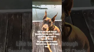 S1E13.5 . We take a stroll through town and you see from Violets view . #fyp #pets #doberman