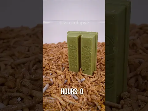 10 000 Mealworms 🐛 Vs. KitKat Matcha 🍫
