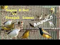 Download Lagu Suara Pikat Sogon Vs Prenjak Lumut Paling Ribut