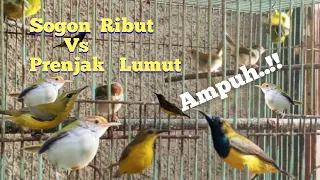 suara pikat sogon vs prenjak lumut paling ribut
