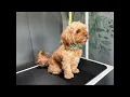 SandyPawsDogSpa is live grooming Bruno the Cavapoo