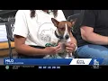 WGAL PAWS AND PALS 815