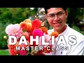 Download Lagu How to Grow Dahlias from Seed \u0026 Tuber to Bouquet, Cut Flower Garden