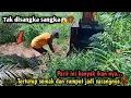 Download Lagu Tak disangka-sangka😱⁉️Parit ini banyak ikan nya||Tertutup semak dan rumput jadi sarangnya‼️