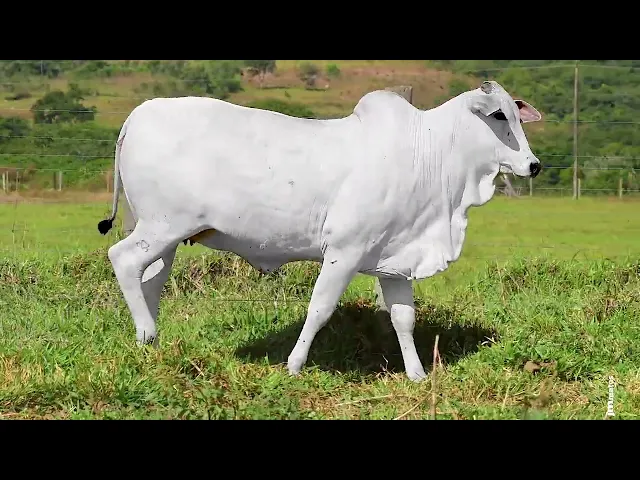 Novilha Nelore FAM - 457