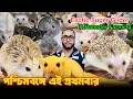 Indian Exotic Pet Sugar Glider Hamster price in india Exotic Pet Shop in kolkata Kolkata Pet Shop