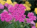 My New Plants From Bluestone Perennials