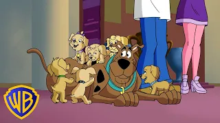 Who Let the Dogs Out?! 🐕😱 | What's New, Scooby-Doo? | @wbkids​