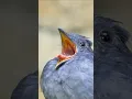 Download Lagu TIGA SUARA BURUNG PALING MENAKUTKAN DI DUNIA🐦 #burung #suaraburung