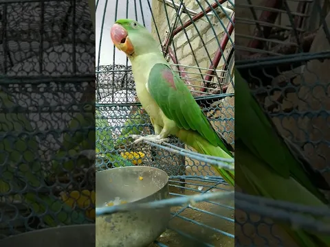 Download MP3 Parrot sound mithu 🦜🦜🦜#parrot #mithu #alexander #viral #shorts