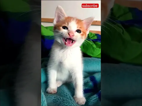cute kitten meowing and playing on the bed funny cat video #cat #kitten #meow #pets #kitty #shorts