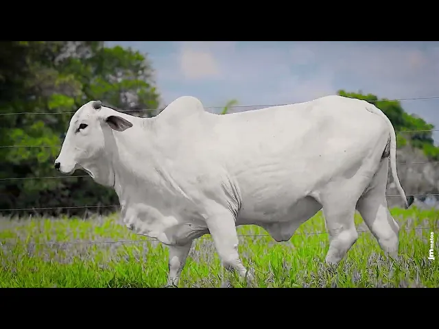 Matriz Nelore MMAR - 3348 