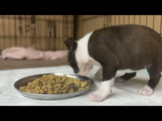 動画