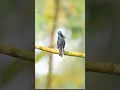 Lagu Menakjubkan Burung Magpie Robin: Peniru Ahli Alam!