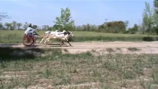                                                                                 دندنها