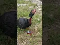 Download Lagu Salah Doa Ayam menolak mati...Masya Allah