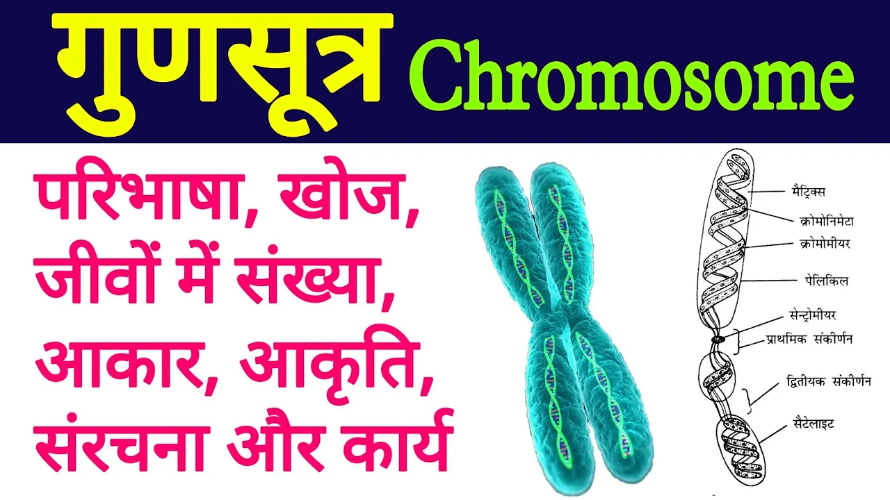 chromosome | gunsutra | chromosome structure and function | gunsutra ki sanrachna, karya | गुणसूत्र