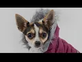 Extreme colds pose danger for animals as well as people