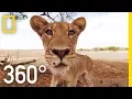 Lagu Lions 360° | National Geographic