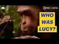 What Lucy Taught Us About Ourselves NOVA PBS