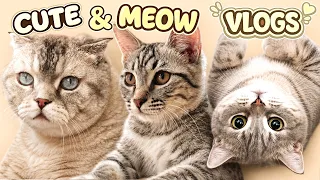 CUTE CATS VLOGS: New Kitten! 🐾 Yuki & Kuma’s House Rules! New Best Toy for cats!  Ep. 56