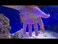 Waltz of the shrimps