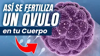 ¿Cómo se logra la fecundación de un óvulo en tu cuerpo? | Ingenes