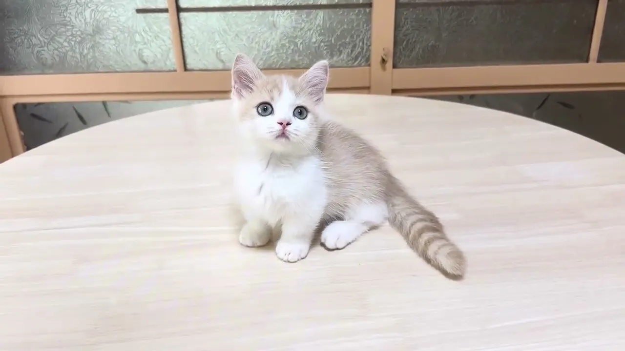 動画