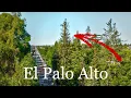 How this tree inspired a city El Palo Alto Documentary