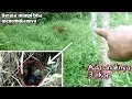 Sempat Berasa Mimpi,Bisa Menemukan dan Merekam Sarang Musang rase dan ADA ANAKNYA