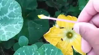 Com essa técnica seu pé de abóbora vai produzir 2 vezes mais !!