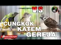 Download Lagu KAPAS TEMBAK VS GEREJA GACOR TARUNG TUNGGAL VS CUCAK CUNGKOK TUNGGAL JERNIH MASTERAN BURUNG JUARA !!