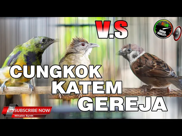 Download MP3 KAPAS TEMBAK VS GEREJA GACOR TARUNG TUNGGAL VS CUCAK CUNGKOK TUNGGAL JERNIH MASTERAN BURUNG JUARA !!