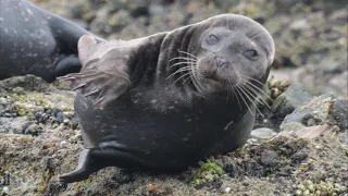 Cute Seals Being Silly