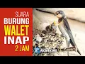 Download Lagu Suara INAP Burung Walet - Durasi 2 Jam